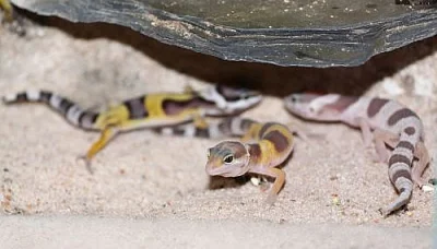 gekončík noční (Eublepharis  macularius)