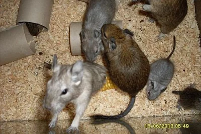 Osmák Degu Blue
