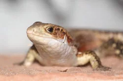 Ještěrkovec velký (Gerrhosaurus major)