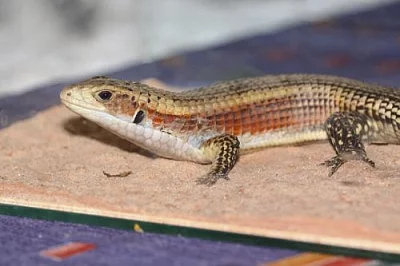 Ještěrkovec velký (Gerrhosaurus major)