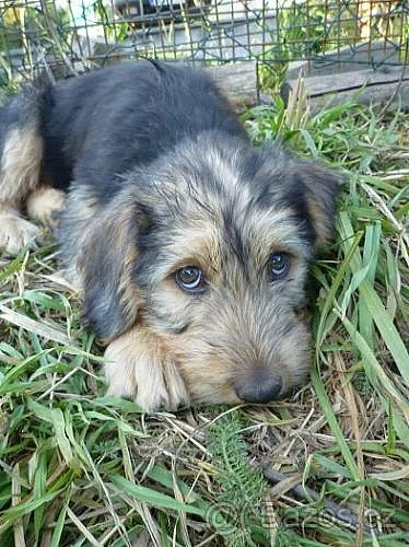 Bosenský hrubosrstý honič