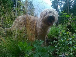 Bosenský hrubosrstý honič