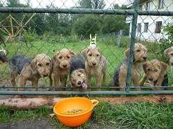 Bosenský hrubosrstý honič