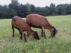 JEHŇATA OVCE KAMERUNSKÉ