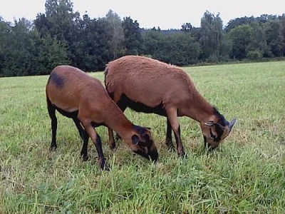 JEHŇATA OVCE KAMERUNSKÉ