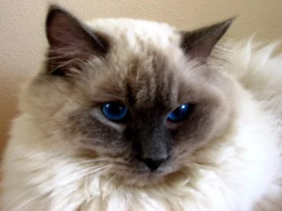 Ragdoll koťátka s PP - FIFE