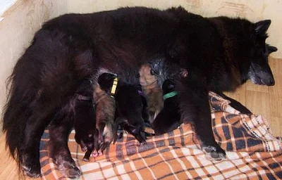 Belgický ovčák groenendael