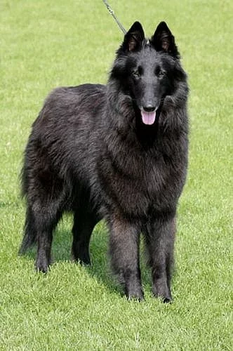 Belgický ovčák groenendael
