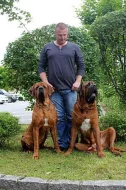 Tosa inu s PP - kvalitní štěňátka již k odběru