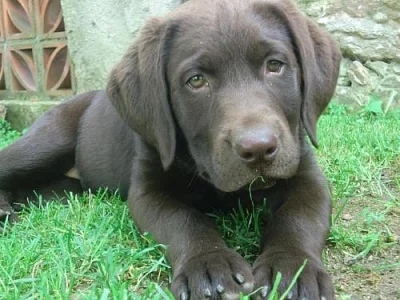 Štěňátka labradora hnědého