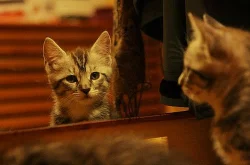 Krásná koťata - Mainská mývalí kočka - kocourci
