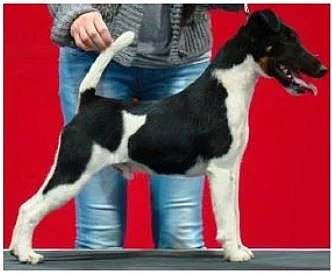 Štěňata Foxterriér Hladkosrstý