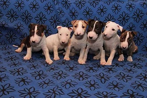 Miniaturní bullterier s PP
