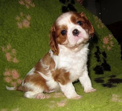 Kavalír King Charles španěl
