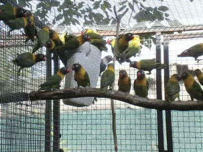 Agapornis škraboškový