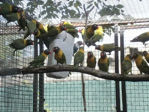 Agapornis škraboškový