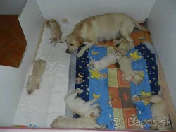 Labradorský retriever - šteniatka na predaj
