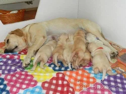 Labradorský retriever - šteniatka na predaj