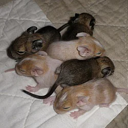 Vzácný pískový a strakatý pískovo-bílý osmák degu