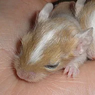 Vzácný pískový a strakatý pískovo-bílý osmák degu