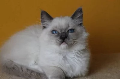 Ragdoll koťátka s PP