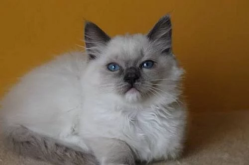 Ragdoll koťátka s PP
