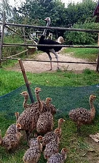 pštrosáčata :)