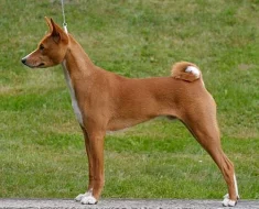 Basenji štěně