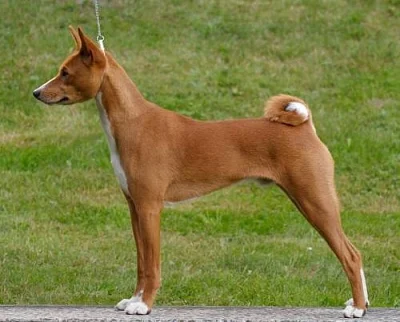 Basenji štěně