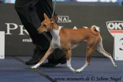 Basenji štěně