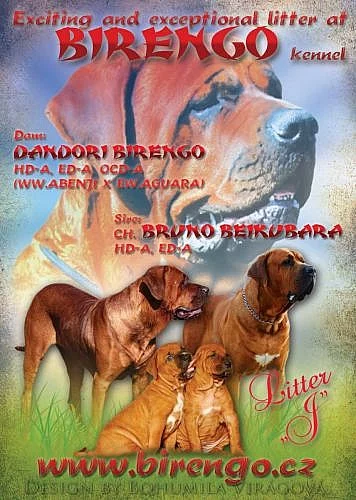 Tosa Inu – štěňata nejvyšší kvality