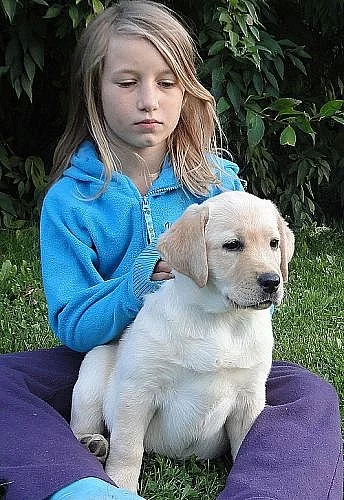 Labradorský retriever (retrívr) - štěňata JIŽ K OD