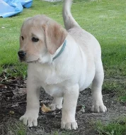 Labradorský retriever (retrívr) - štěňata JIŽ K OD