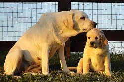 Labradorský retriever (retrívr) - štěňata JIŽ K OD