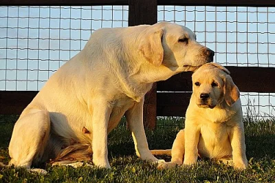 Labradorský retriever (retrívr) - štěňata JIŽ K OD