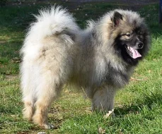 vlčí špic keeshond