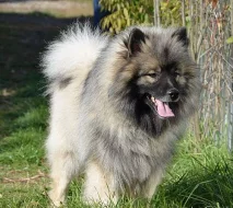 vlčí špic keeshond