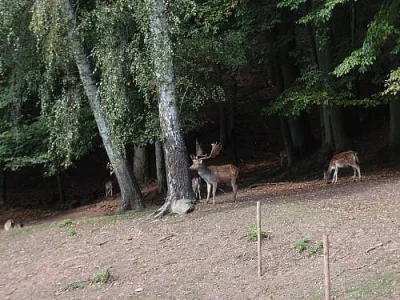 Poplatkový lov daňků I, II a III třídě