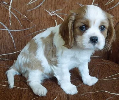 Kavalír King Charles španěl