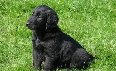 Prodám štěňátka Flat Coated Retrieverů