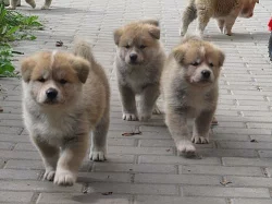 Štěňata Akita Inu s PP