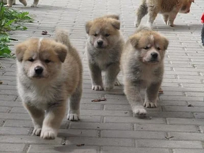 Štěňata Akita Inu s PP