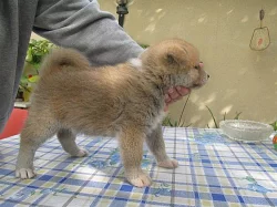 Štěňata Akita Inu s PP