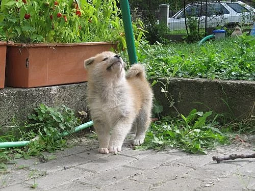 Štěňata Akita Inu s PP