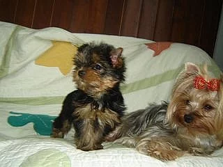 Jorkšírský teriér