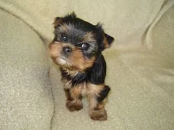 Jorkšírský teriér