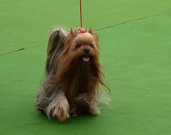 Jorkšírský teriér