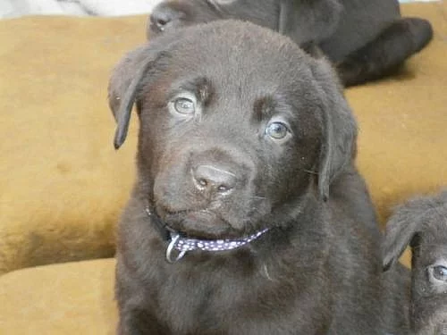 Labradorský retriever s PP- čokoládový