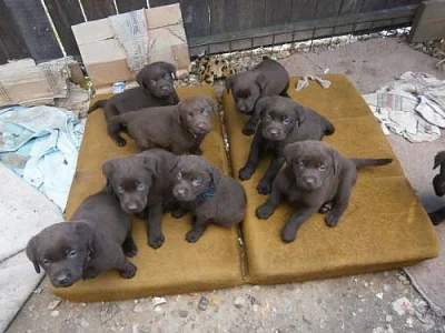 Labradorský retriever s PP- čokoládový