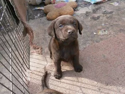Labradorský retriever s PP- čokoládový